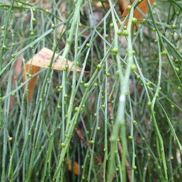 Psilotum nudum 葉