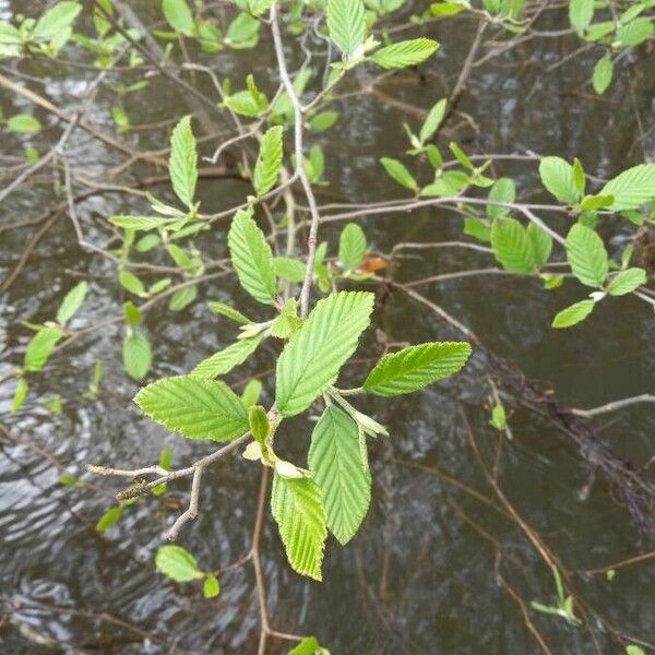 Alnus incana Frunză