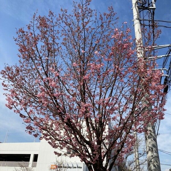 Prunus campanulata Hábito