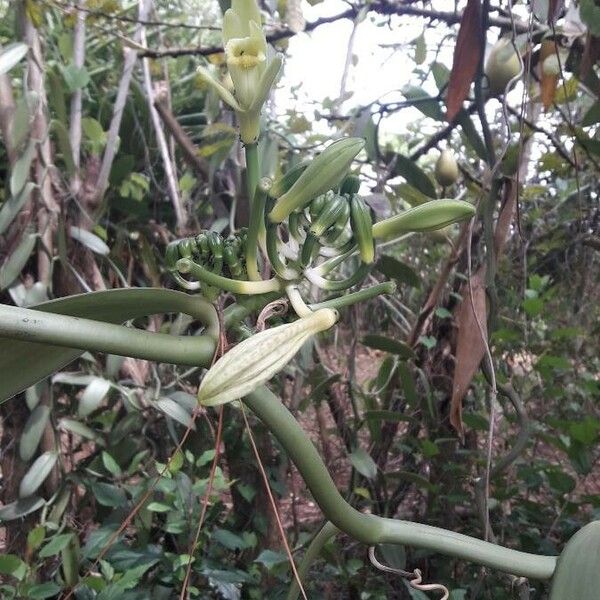 Vanilla planifolia फूल