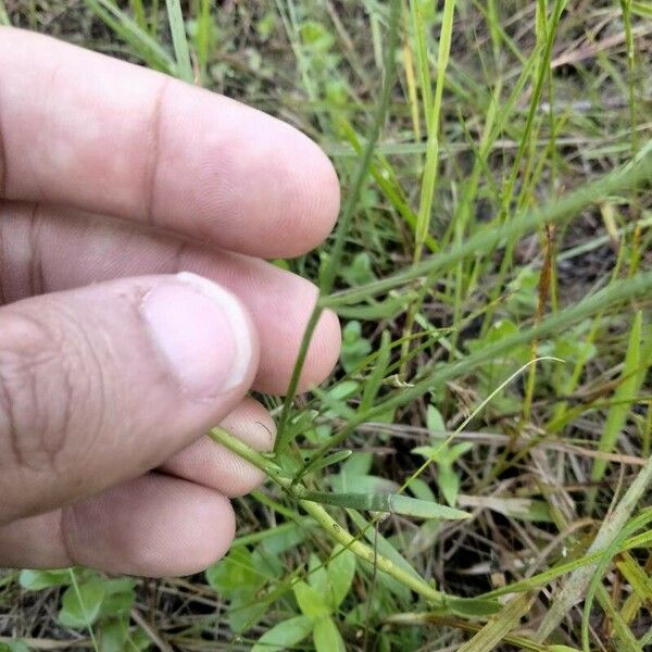 Sabatia angularis Fuelha