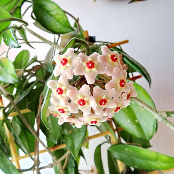 Hoya carnosa Fleur