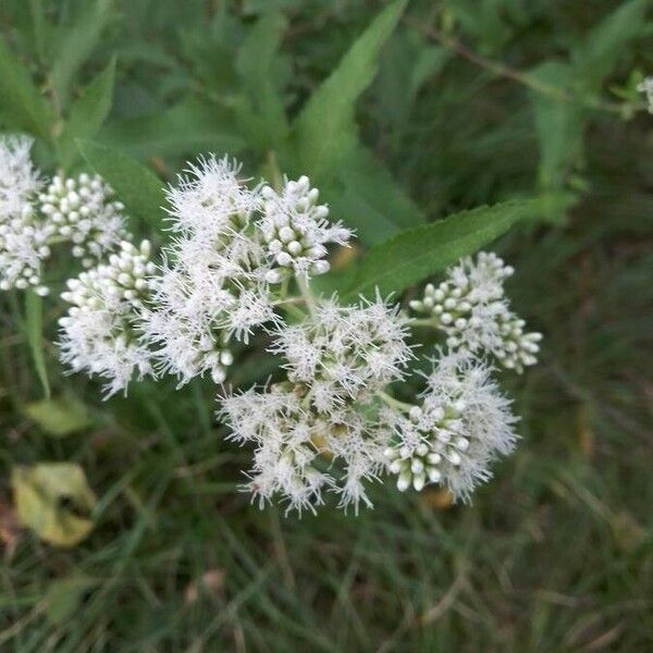 Eupatorium perfoliatum Žiedas