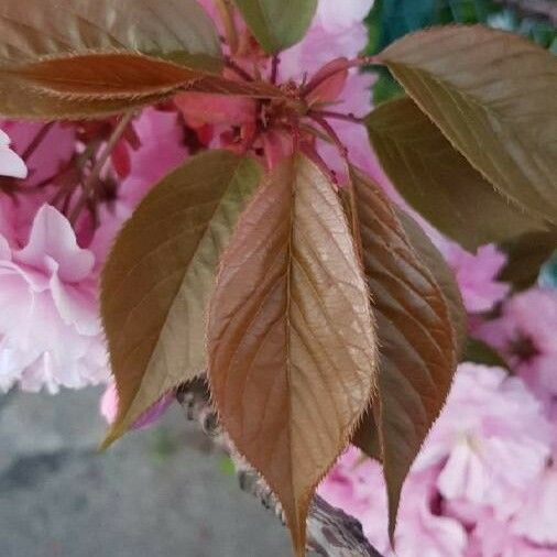 Prunus serrulata Levél