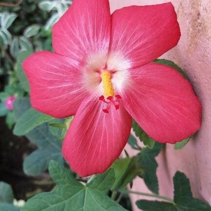 Hibiscus martianus Blomst