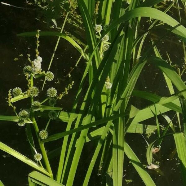 Sparganium erectum Blad