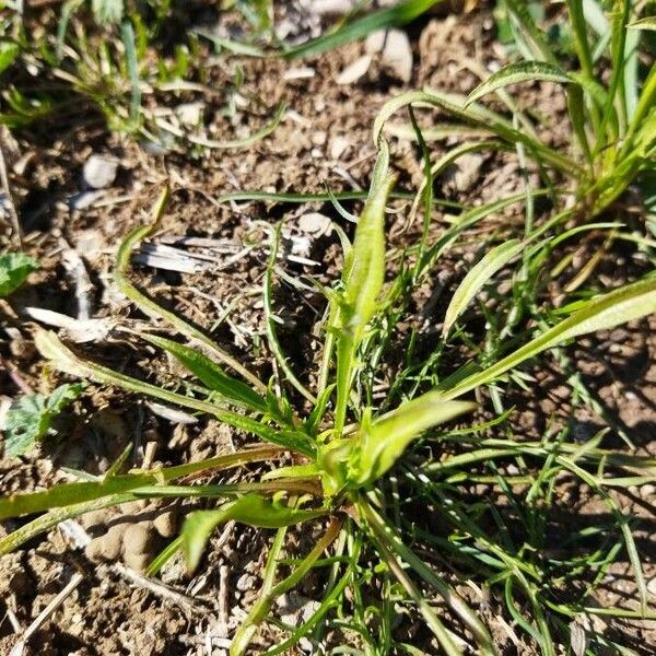 Pseudopodospermum brevicaule Blatt