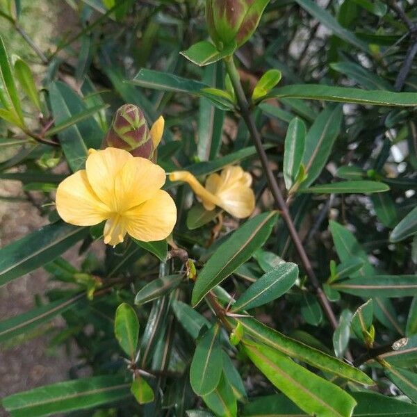 Barleria lupulina Цвят