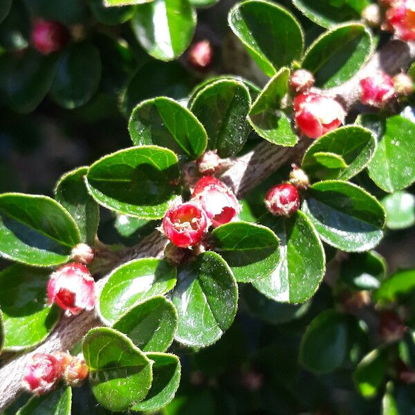 Cotoneaster hjelmqvistii Blomst