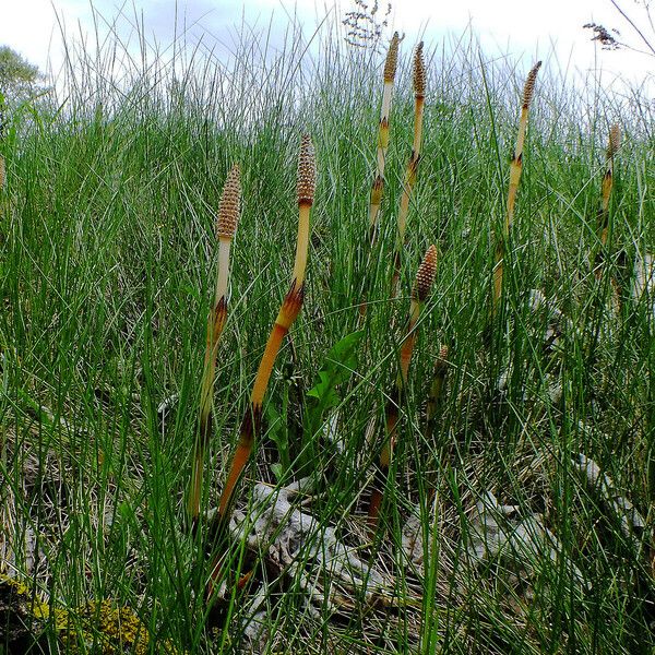 Equisetum arvense Habit