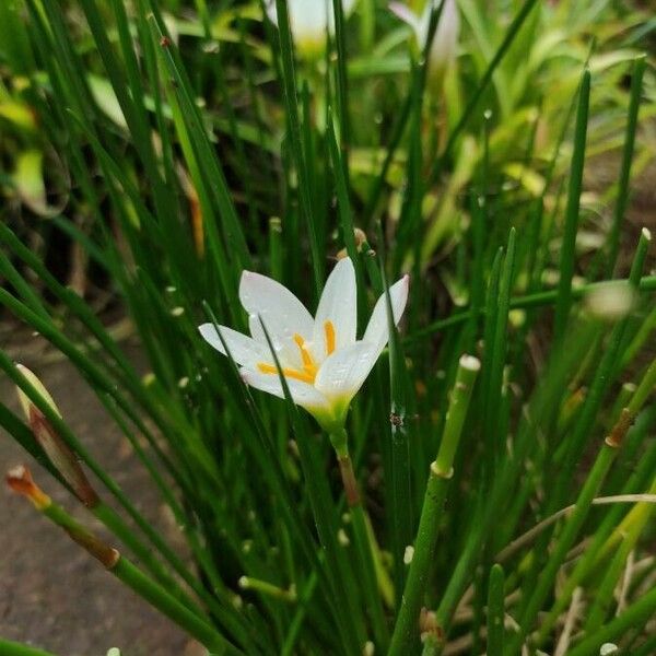 Zephyranthes candida Flor