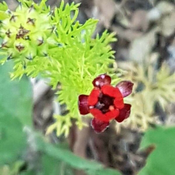 Adonis annua Žiedas