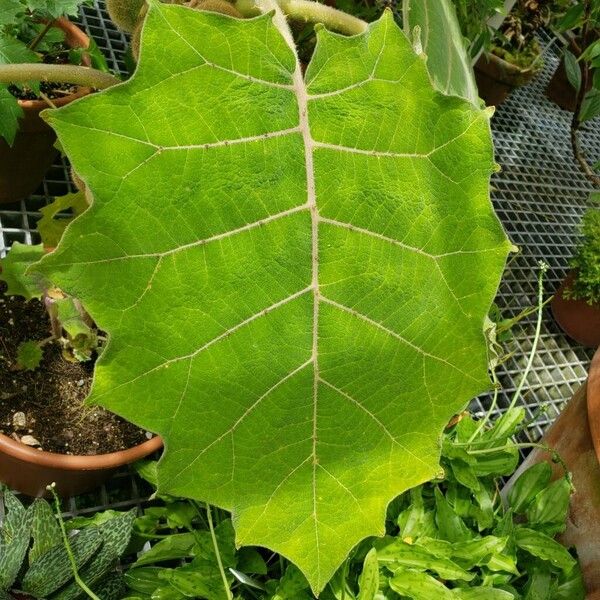 Solanum quitoense Hostoa