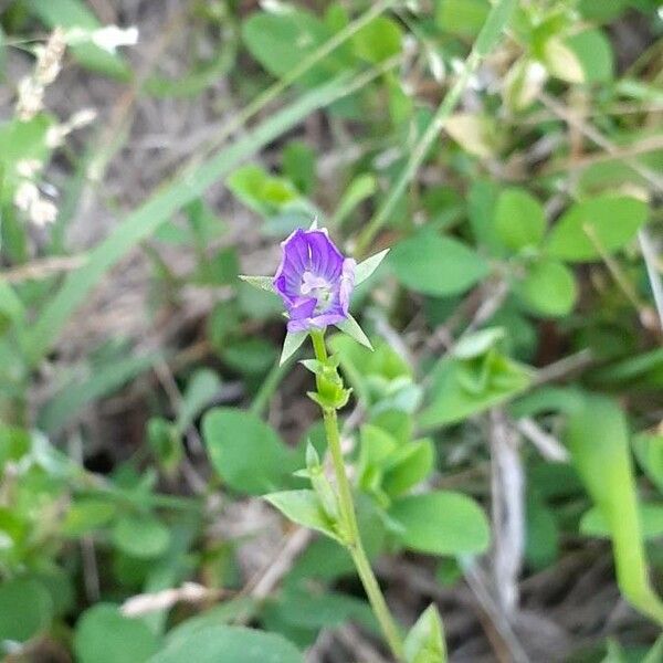 Triodanis perfoliata Flower