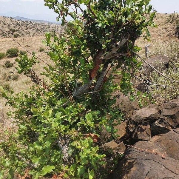 Pappea capensis 形态
