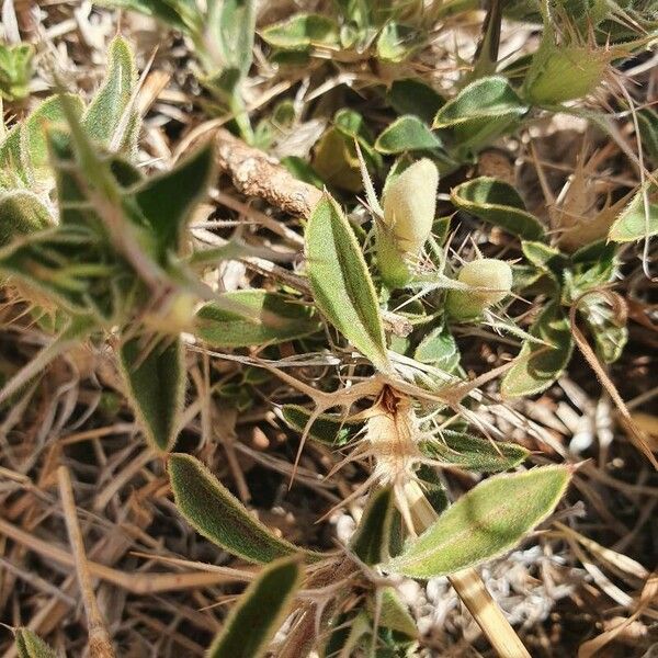 Barleria delamerei 葉