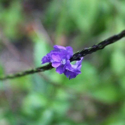 Stachytarpheta urticifolia Flower