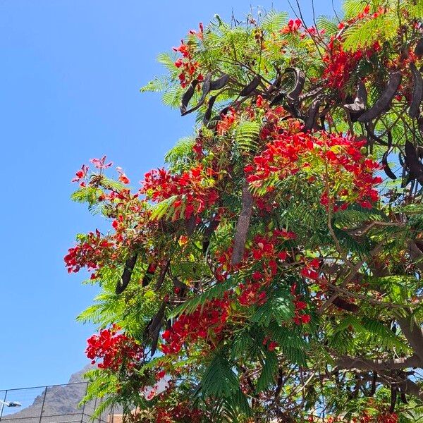 Delonix regia Blomst