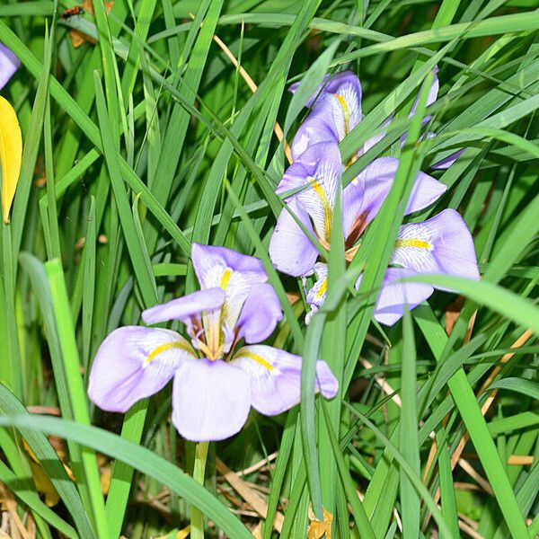 Iris unguicularis Květ