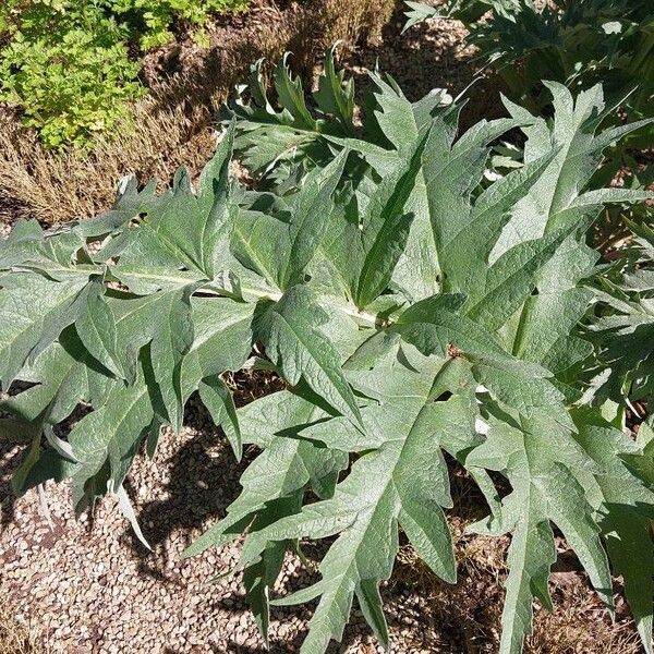 Cynara scolymus Folla