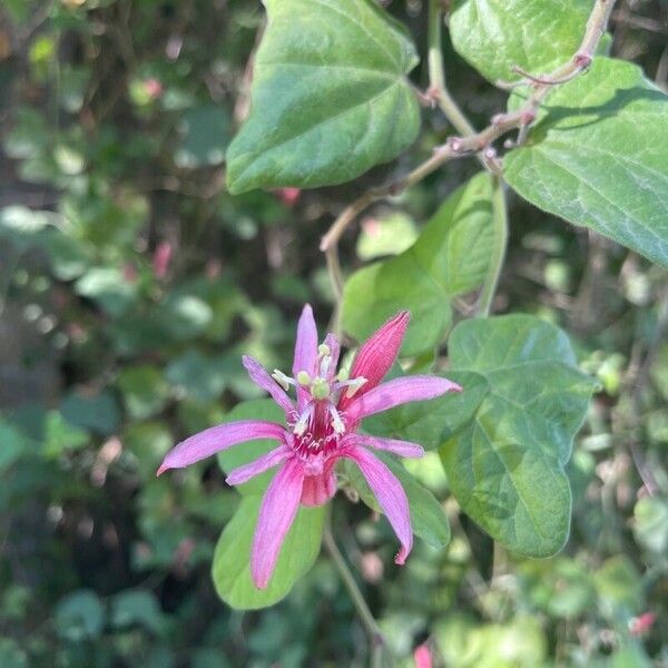 Passiflora rubra Flower