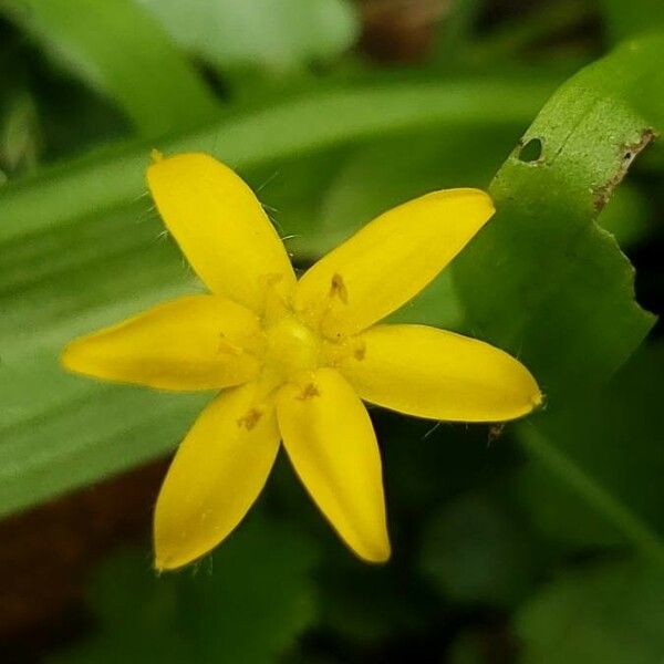 Hypoxis hirsuta Flower