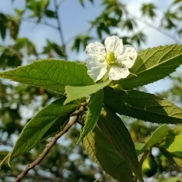 Muntingia calabura Flower