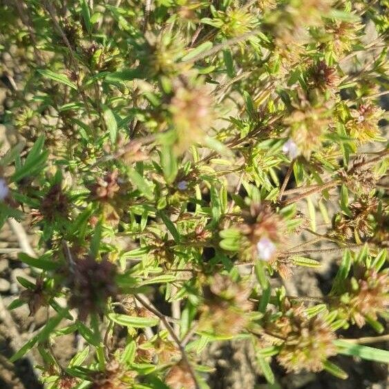 Satureja hortensis Blad