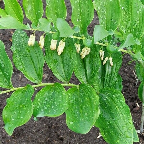 Polygonatum biflorum Blomst