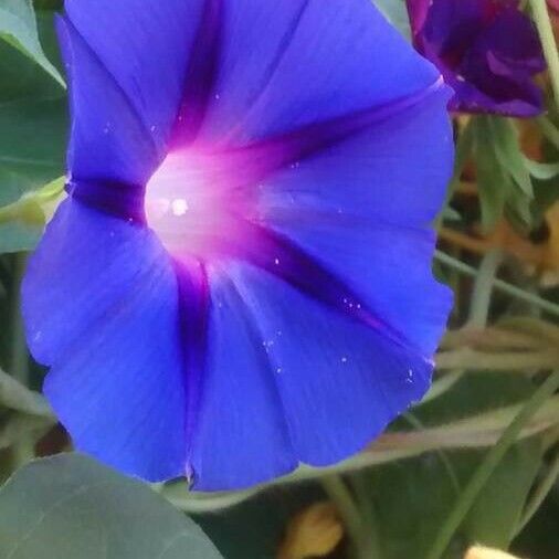 Ipomoea purpurea Fleur