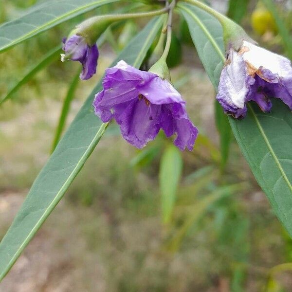 Solanum aviculare Цветок