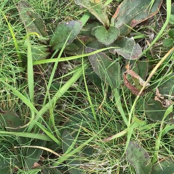 Arnica montana Leaf