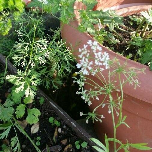 Pimpinella anisum Frunză