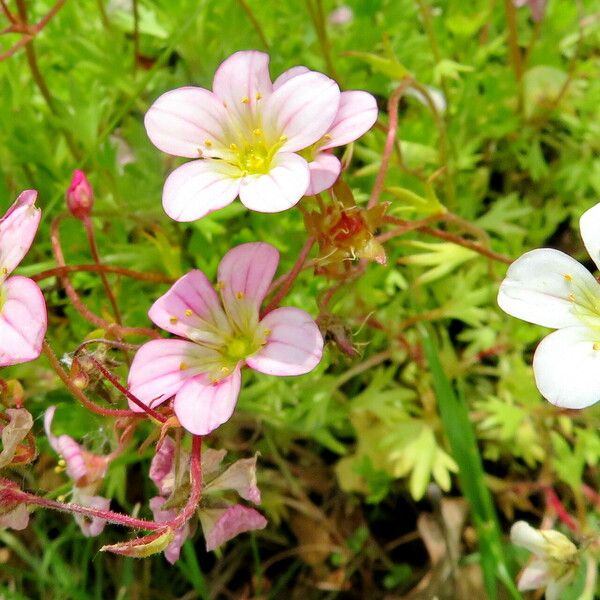 Saxifraga rosacea Квітка