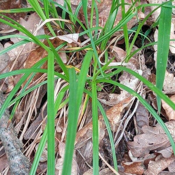 Carex pallescens برگ