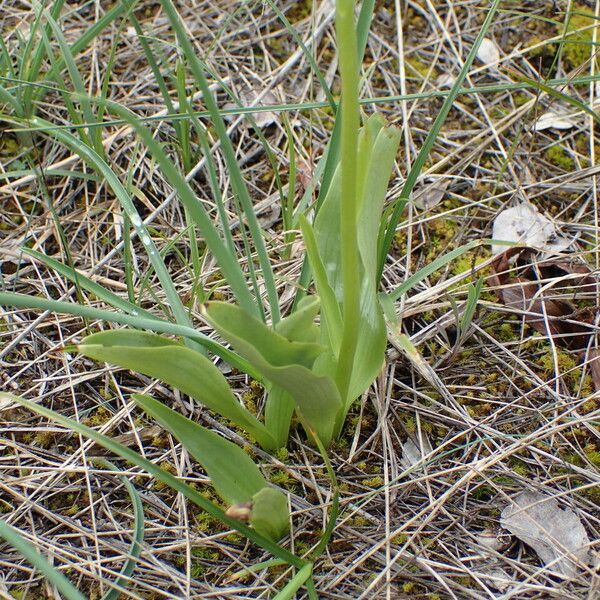 Platanthera bifolia Blad