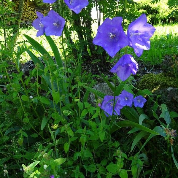 Campanula persicifolia Hábito