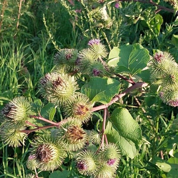 Arctium lappa Flower