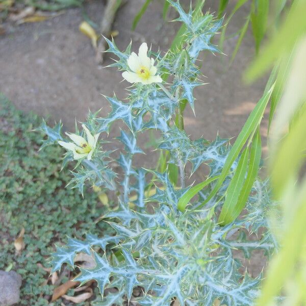 Argemone ochroleuca Flor