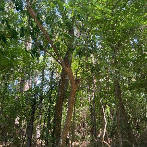 Albizia julibrissin Habitus