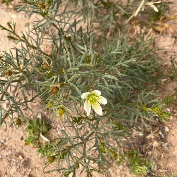 Peganum harmala Blüte