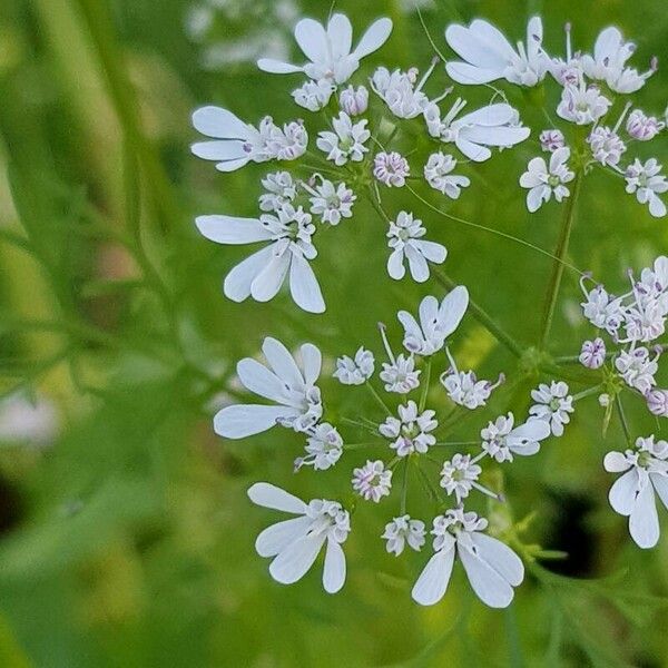 Coriandrum sativum Flower