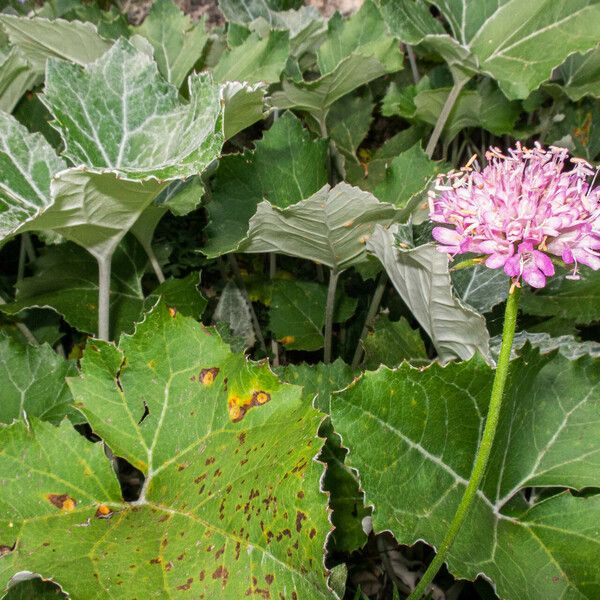 Adenostyles leucophylla Folha