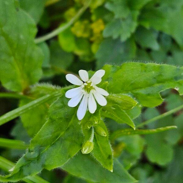 Stellaria nemorum Cvet