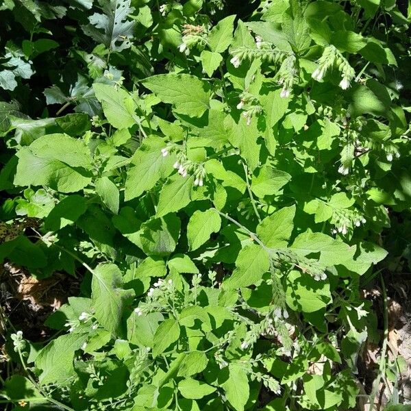 Symphytum orientale Habit