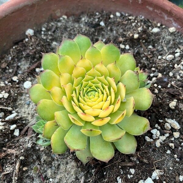 Sempervivum tectorum Leaf