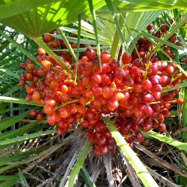 Chamaerops humilis Fruto