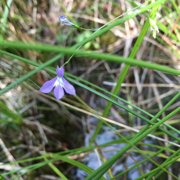 Lobelia kalmii Hábito