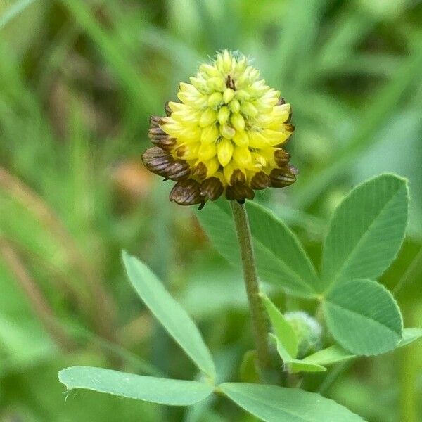 Trifolium spadiceum Flower