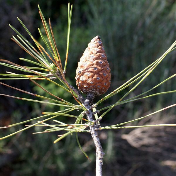 Pinus brutia Frugt